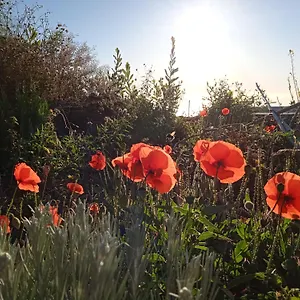 Casa Ben Abora Сasa de vacaciones Las Rosas (El Hierro)